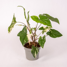 Syngonium 'Emerald Gem' | Tomaszewski