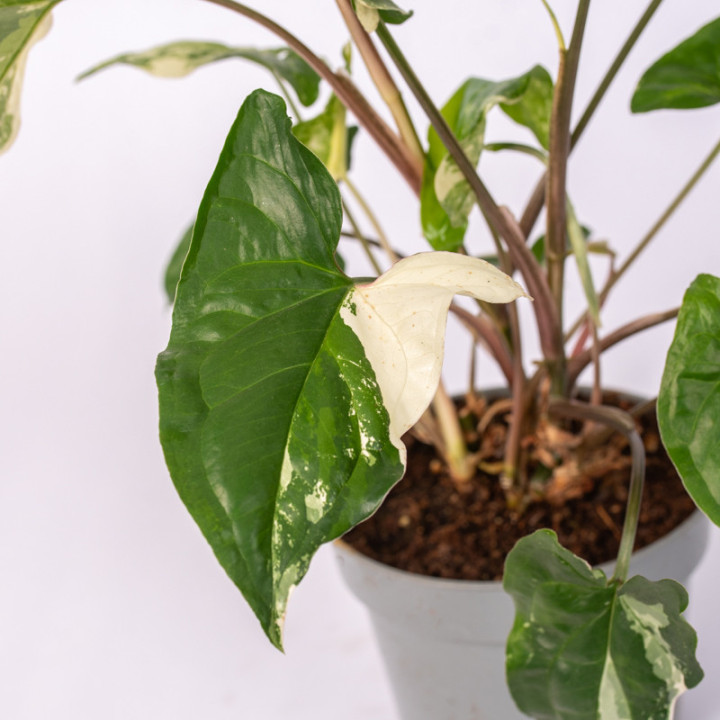Syngonium 'Emerald Gem' | Tomaszewski