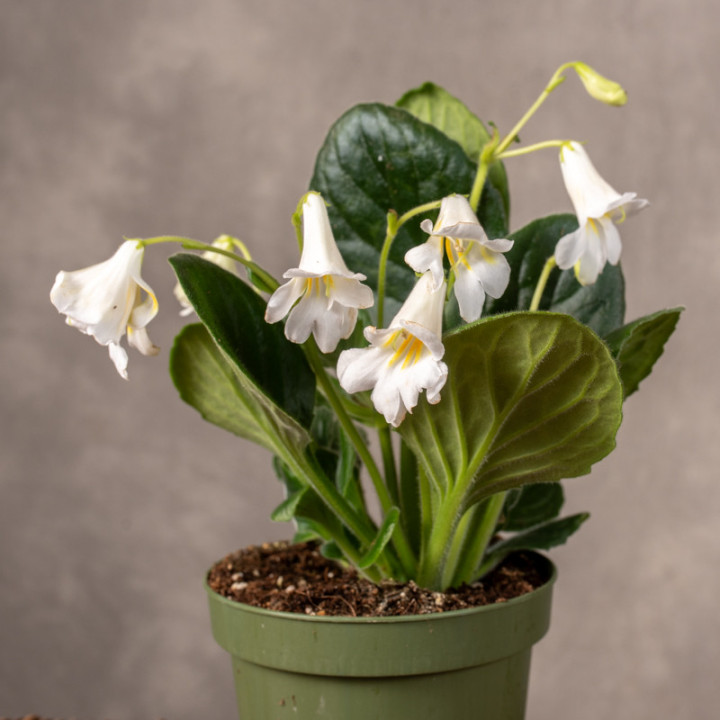 Skrętnik 'Snowlina'