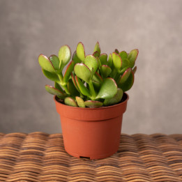 Grubosz 'Portulaca' | Tomaszewski
