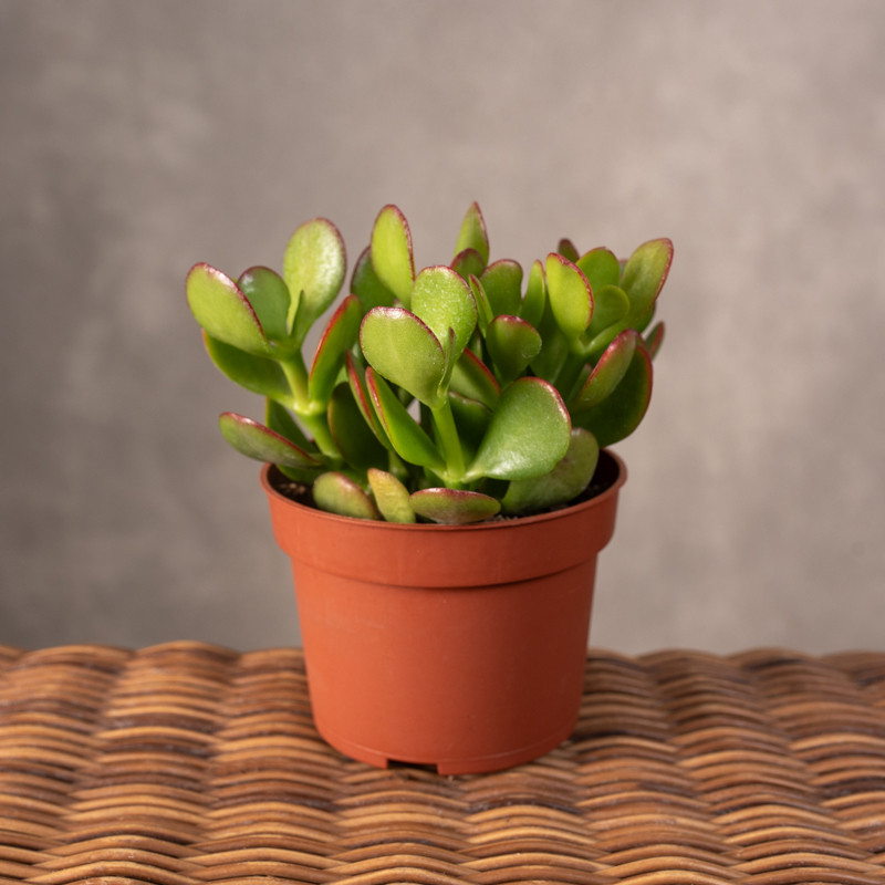 Grubosz 'Portulaca' | Mały