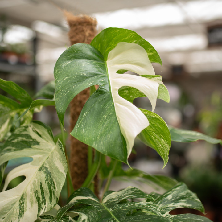 Monstera 'Variegata' | Tomaszewski