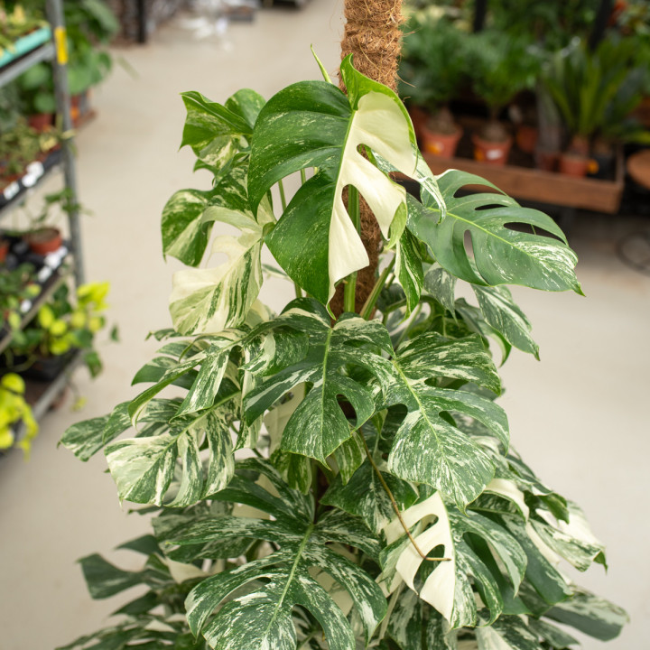 Monstera 'Variegata' | Tomaszewski
