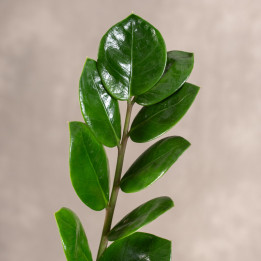 Zamiokulkas | Zamioculcas zamiifolia | Mała sadzonka