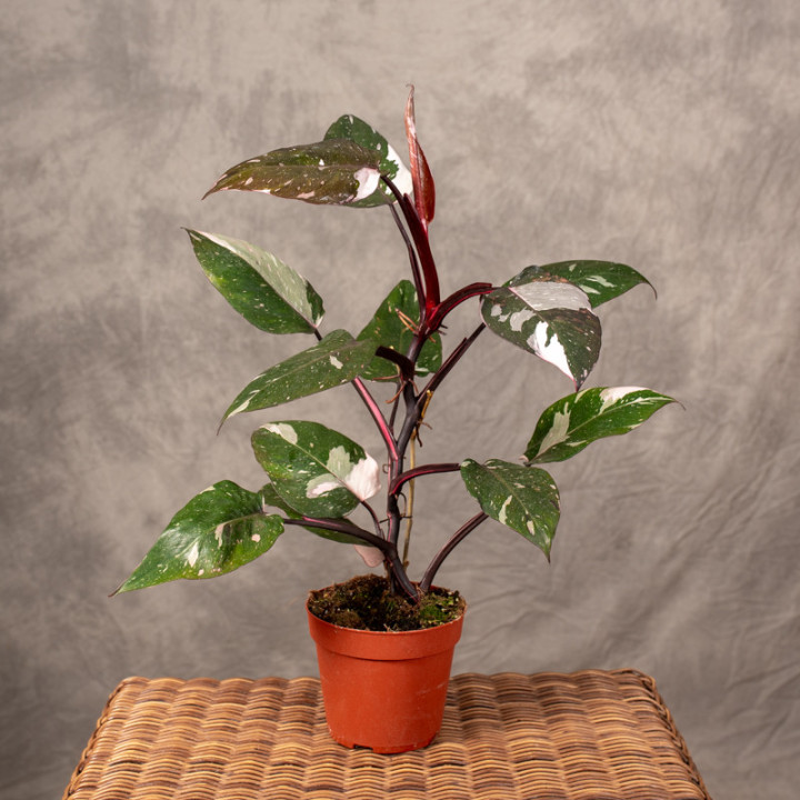 Filodendron 'Red Anderson' | Tomaszewski