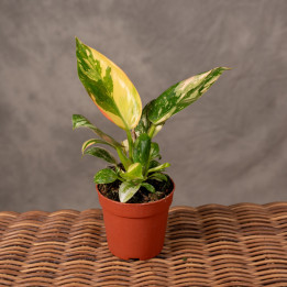 Filodendron 'Green Congo' Variegata | Tomaszewski