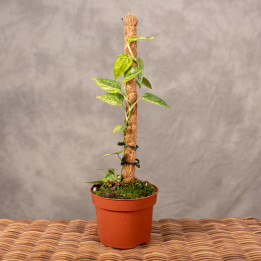 Epipremnum Pinnatum 'Yellow Mint' | Tomaszewski