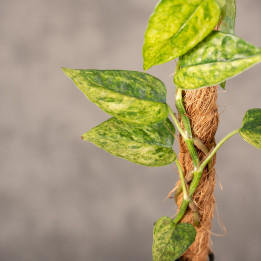 Epipremnum Pinnatum 'Yellow Mint' | Tomaszewski