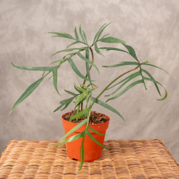 Filodendron 'Polypodiodes' | Tomaszewski