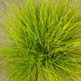 Trawa Kostrzewa sina 'Golden Toupee'