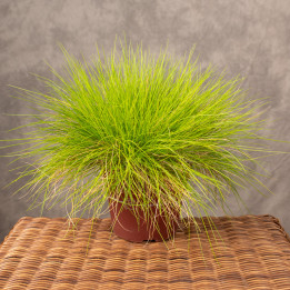 Trawa Kostrzewa sina 'Golden Toupee'