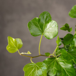 Bluszcz pospolity 'Wonder' | Tomaszewski