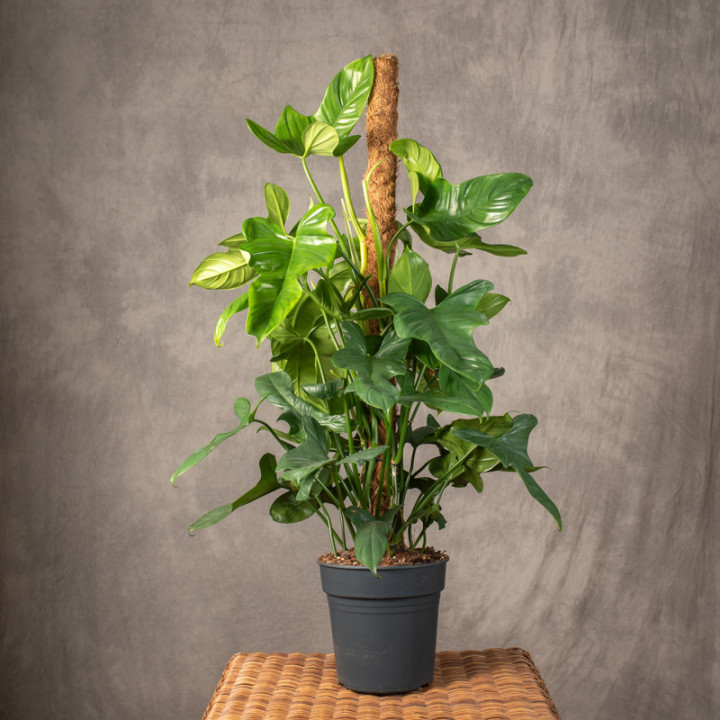 Filodendron pedatum na pniu | Tomaszewski