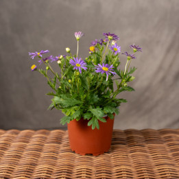 Czubatka | Brachyscome 'Brasco Violet'