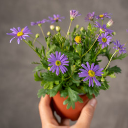 Czubatka | Brachyscome 'Brasco Violet'