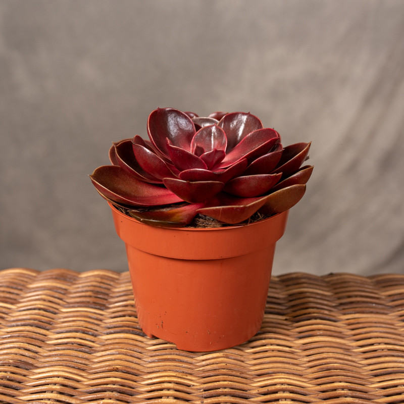 Eszeweria 'Red Ruby'