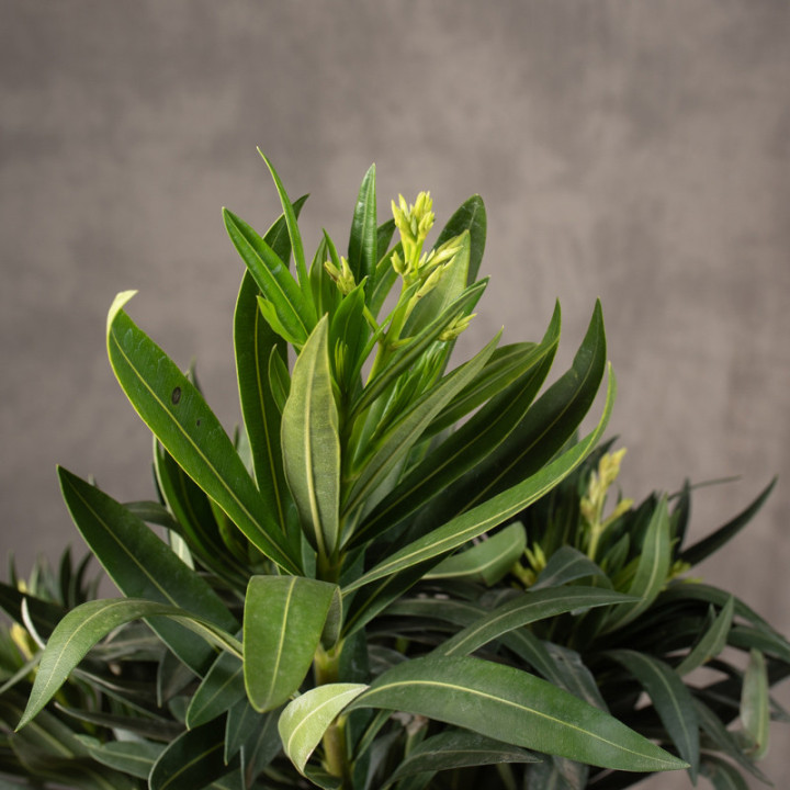 Oleander | Tomaszewski