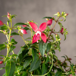 Fuksja 'Bella Fuchsia Evita' | Tomaszewski