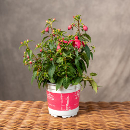 Fuksja 'Bella Fuchsia Evita' | Tomaszewski