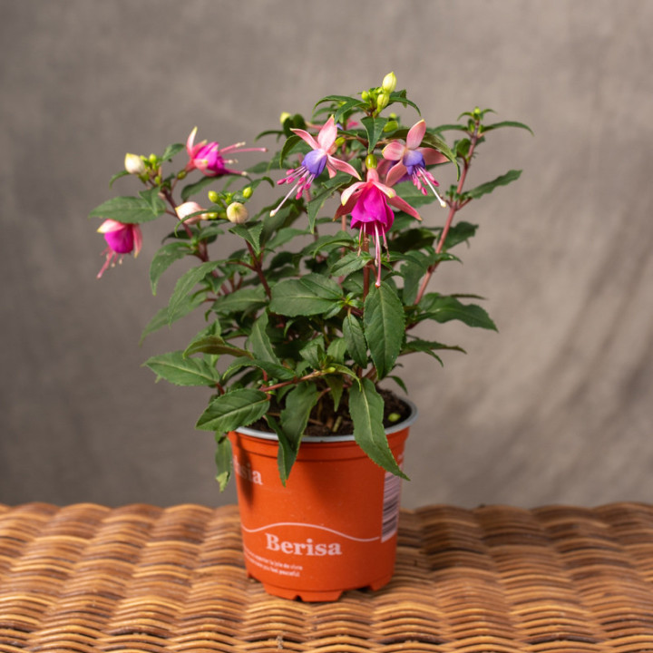 Fuksja 'Bella Fuchsia Mariska' | Tomaszewski