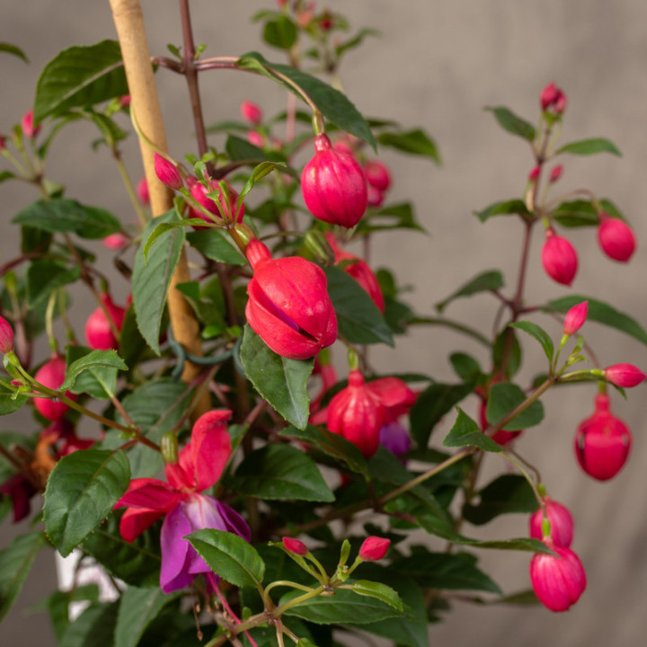 Fuksja 'Bella Fuchsia Susanna' | Tomaszewski