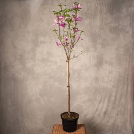 Magnolia 'Susan' | Tomaszewski