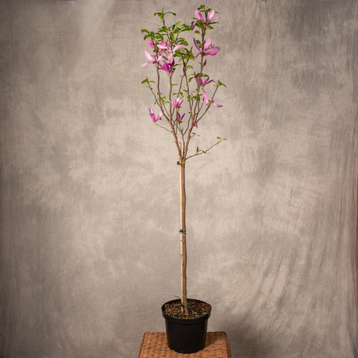 Magnolia 'Susan' | Tomaszewski