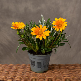 Gazania lśniąca 'Gelbe Jupiter'