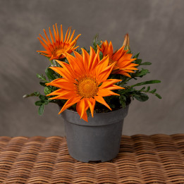 Gazania lśniąca 'Kiss Orange' | Tomaszewski