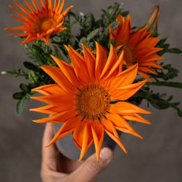 Gazania lśniąca 'Kiss Orange' | Tomaszewski