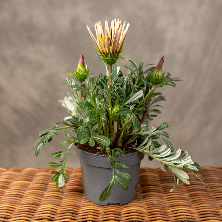 Gazania lśniąca 'Kiss White' | Tomaszewski