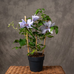Klematis 'Boulevard Blue' | Tomaszewski