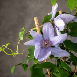 Klematis 'Boulevard Blue' | Tomaszewski