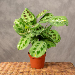 Maranta białounerwiona 'Fiesta' | Tomaszewski