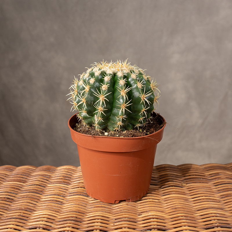 Echinocactus grusonii var....