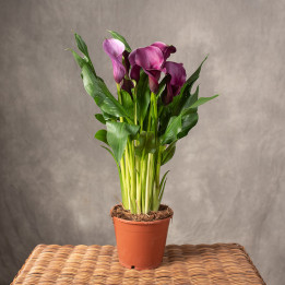 Zantedeschia purpurowa | Tomaszewski