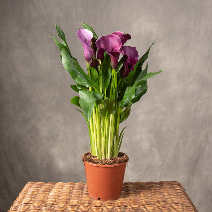 Zantedeschia purpurowa | Tomaszewski
