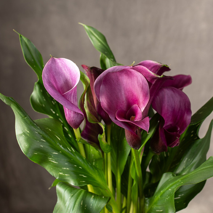 Zantedeschia purpurowa | Tomaszewski