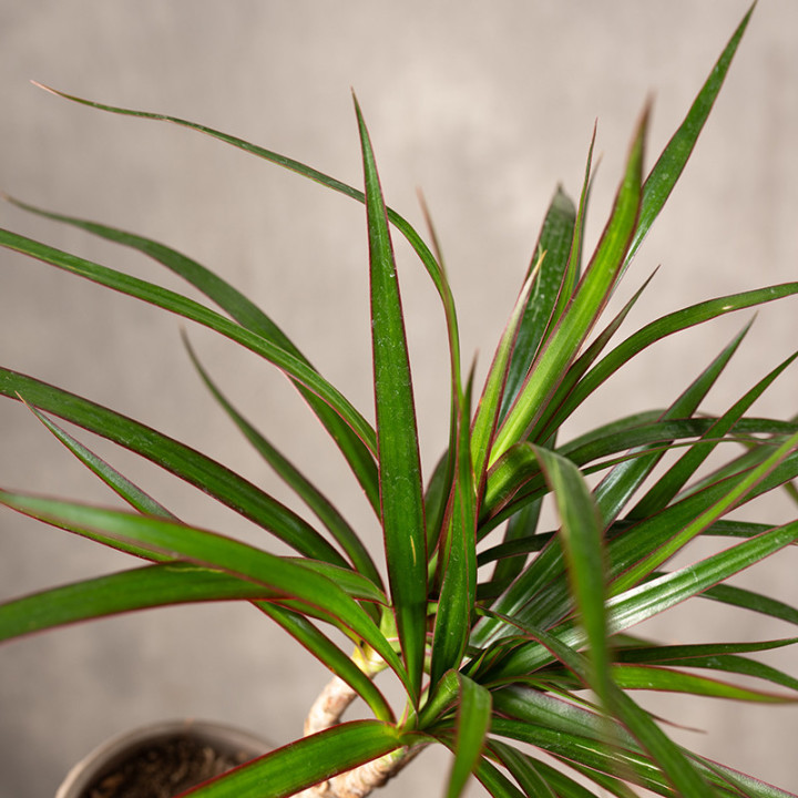 Dracena obrzeżona | Tomaszewski