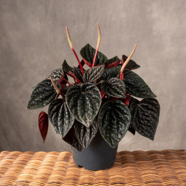 Peperomia kędzierzawa 'Rojo Grande' | Tomaszewski