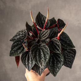 Peperomia kędzierzawa 'Rojo Grande' | Tomaszewski