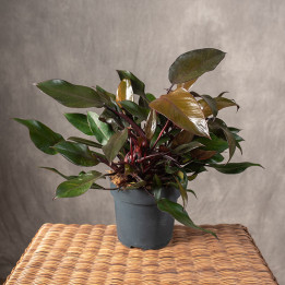 Filodendron 'Paladino Purple' | Tomaszewski