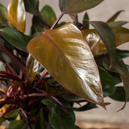 Filodendron 'Paladino Purple' | Tomaszewski