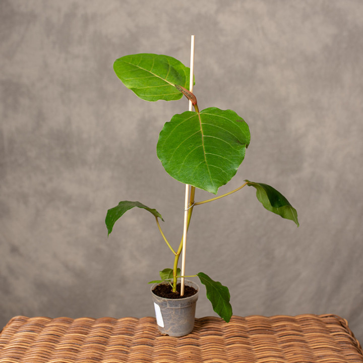 Ficus dammaropsis | Tomaszewski