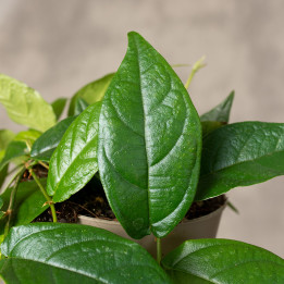 Ficus sagittata | Tomaszewski
