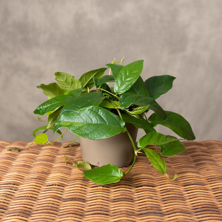 Ficus sagittata | Tomaszewski
