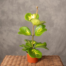 Hoja kerrii 'Variegata' | Tomaszewski