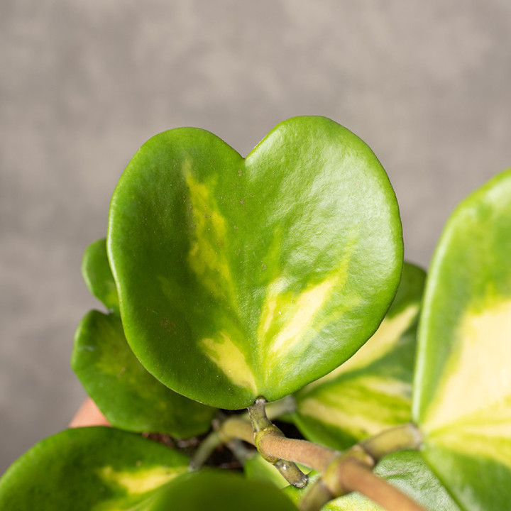 Hoja kerrii 'Variegata' | Tomaszewski