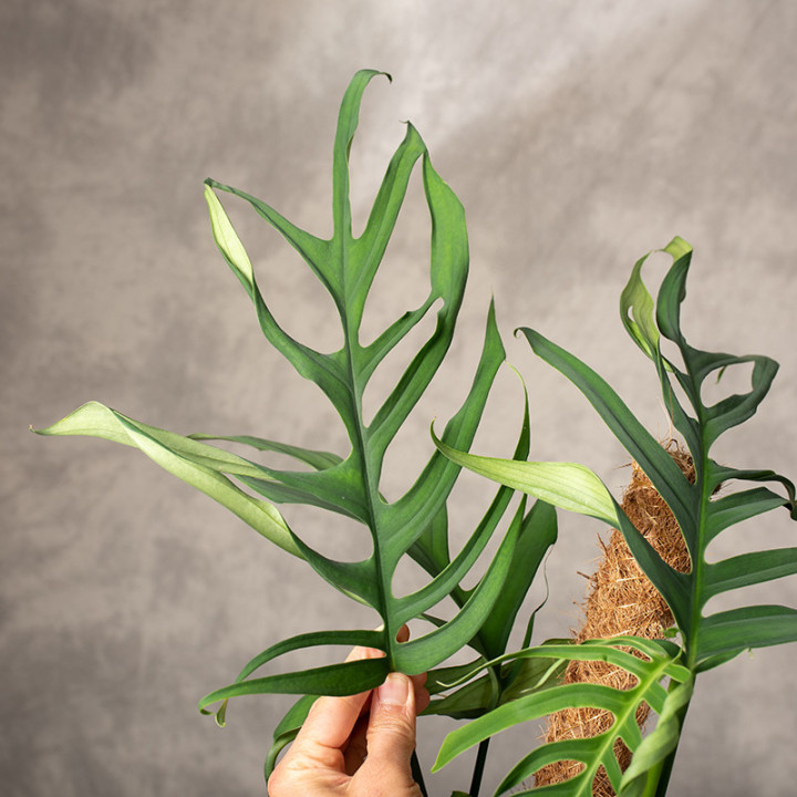 Monstera croatii | Tomaszewski