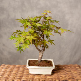 Klon palmowy 'Deshojo' Bonsai | Tomaszewski